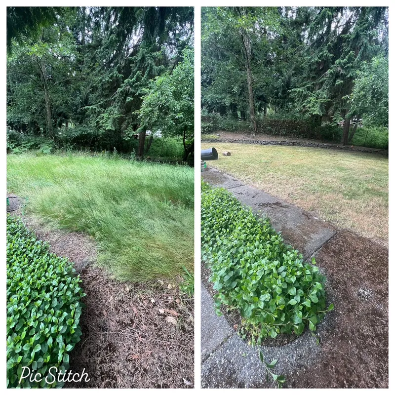Before and after of a backyard lawn: knee-high overgrown grass cut and cleaned up to a tidy, even lawn