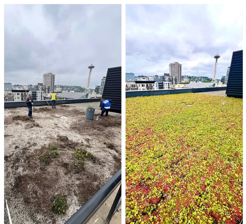 Before and after of a rooftop sedum green roof: worn, patchy substrate restored to a full living mat with the Seattle skyline beyond