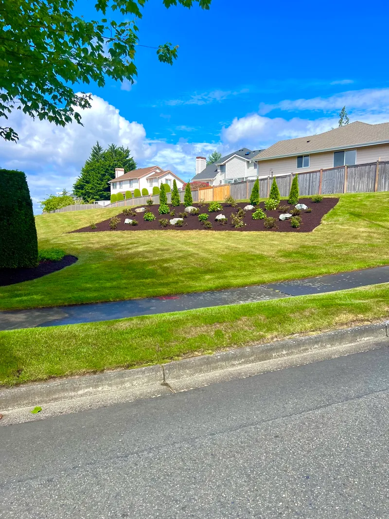 A freshly landscaped corner-lot island bed with fresh dark mulch, new shrubs and arborvitae on a manicured sloped lawn in Pierce County, WA