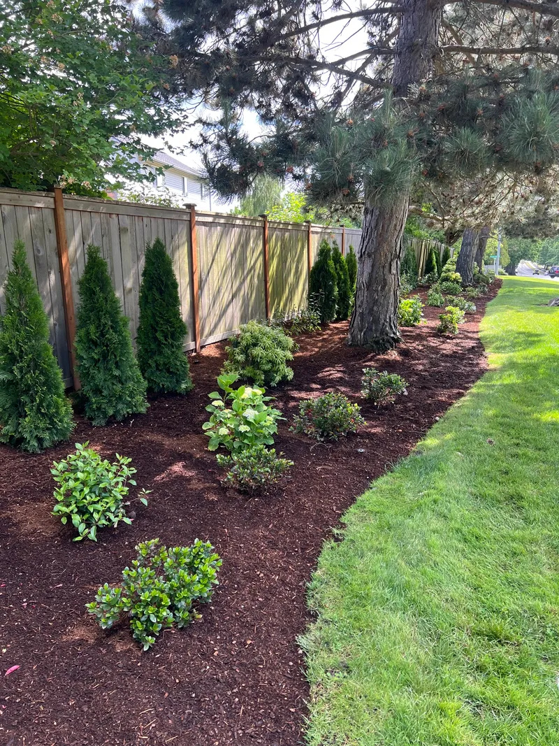 Newly planted arborvitae and shrub bed in fresh mulch along a cedar privacy fence