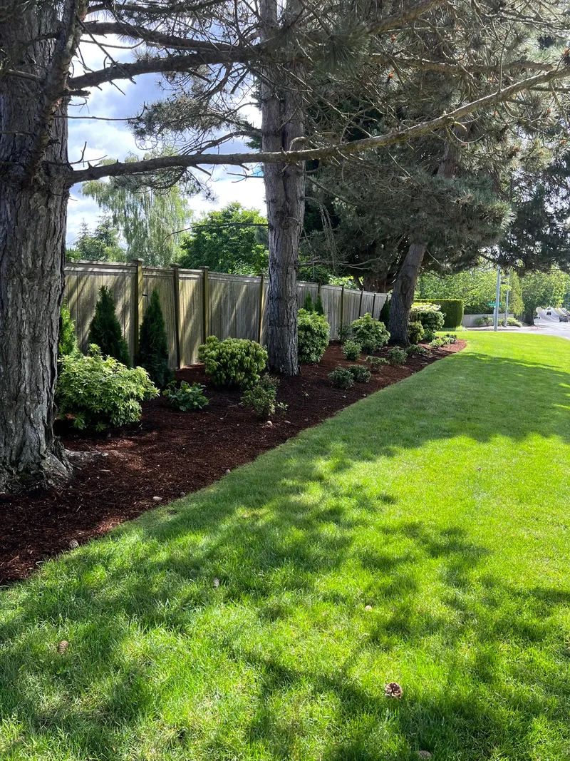 Fresh mulch planting bed shaped under mature trees along a backyard fence
