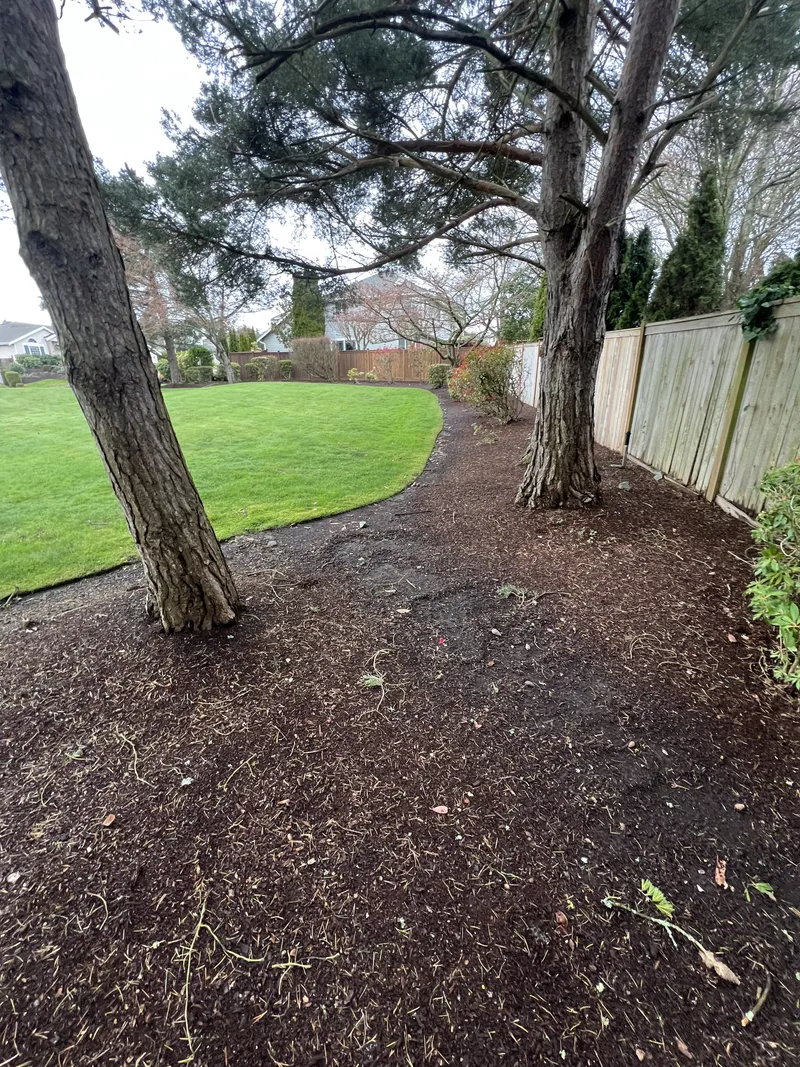 Curved mulch bed cleaned up and re-edged around mature pines with a crisp lawn line