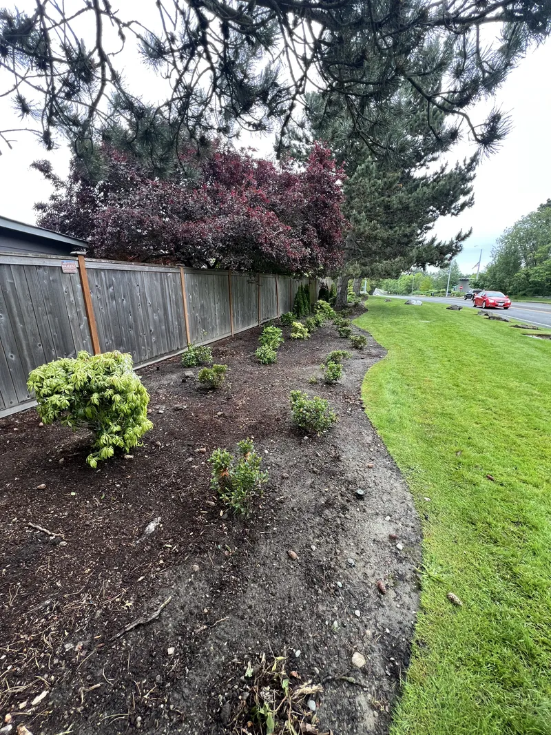Street-side planting bed with new shrubs and dark mulch beside a manicured lawn
